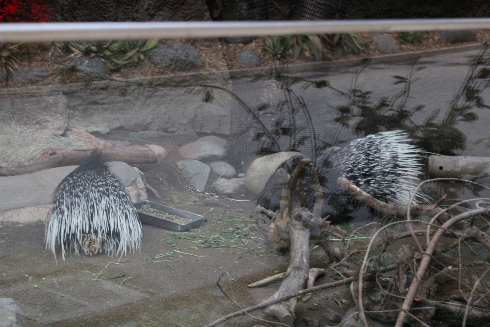 San Diego Zoo Part II 212